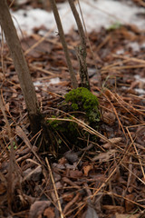 Moss on the root of a tree surrounded by dry leaves in the forest closeup