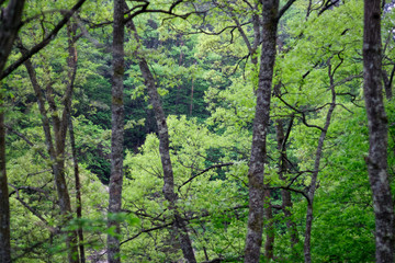 grove of mixed trees in forest