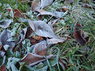 dry autumn leaves on the grass