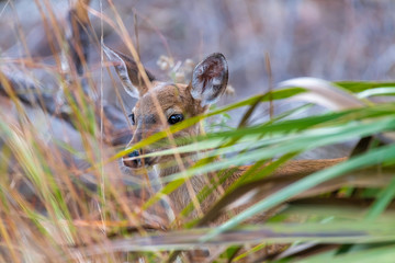 Fawn/deer in the wilderness, spots are almost gone.