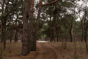 Road in the pine forest between trees with skies on background, Ukraine