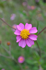 Obraz premium コスモスのようなセンダン草科の花（Bidens aequisquama）