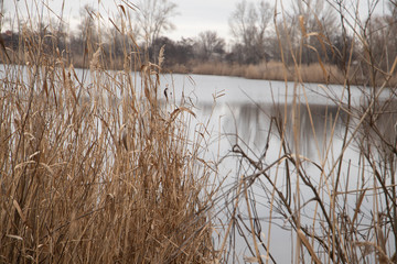 Bulrush with lake and forest on background close-up