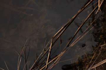 Bulrush in the water closeup 