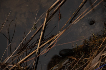 Bulrush in the water closeup first angle