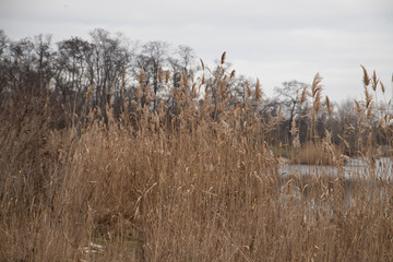 Tall grass on the lake with forest on background close-up in Ukraine
