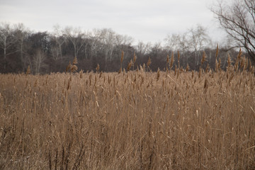 Tall grass on the lake with forest on background in Ukraine
