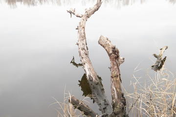 Bright Branch of a tree above mirror water 