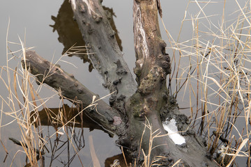 Wooden log on the water
