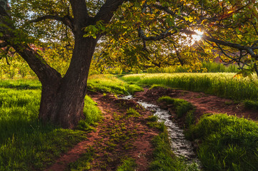 Idylic view under a tree with little river at the sunrise in the Ait Bouguemez Valley in Morocco, like in paradise