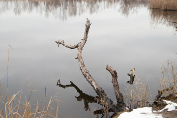 Branch of a tree above mirror water