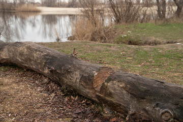 Trunk of a tree with incision on the ground and the lake on background