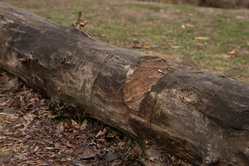 Trunk of a tree on the ground close-up