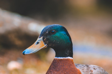 Duck on field in New Zealand