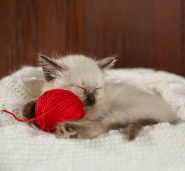 Cute baby cat. Cozy kitten on a white knitted sweater with a ball of red yarn.