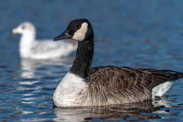 Canadian Goose swimming in a small lake.