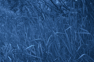 Texture of classic blue color grass for background or backdrop. Monochrome grass background texture. Element of design. Trendy colour 2020.
