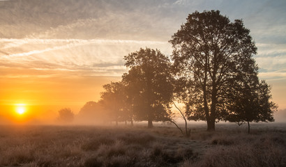 Plakat Sunrise on a misty cold morning at a nature preserve with mist and a row of trees, Drenthe, The Netherlands