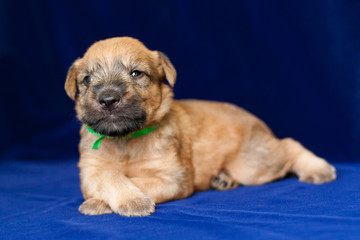 Little puppy of breed Irish Soft Coated Wheaten Terrier lies on a blue background with legs crossed