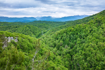 Thick forest in a green valley with power lines. Snow capped mountains visible on the horizon