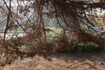 Fototapeta premium trees in forest