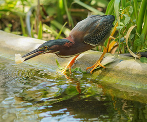 bird beak animal feathers avian miami florida wildlife