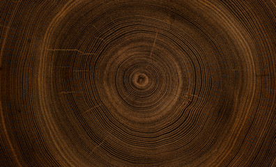 Old wooden oak tree cut surface. Detailed warm dark brown and orange tones of a felled tree trunk or stump. Rough organic texture of tree rings with close up of end grain.