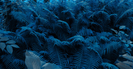Blue colored Natural floral fern background. Beautiful fern leaves background.