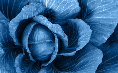 Top view of cabbage leaves colored with blue. Organic cabbage head. Overlay classic blue color on...