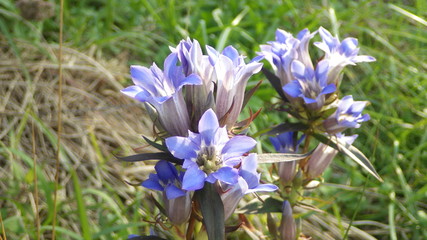 日本の秋の花の代表的なリンドウ、