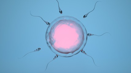 Natural fertilization of human egg by sperm, spermatozoons 