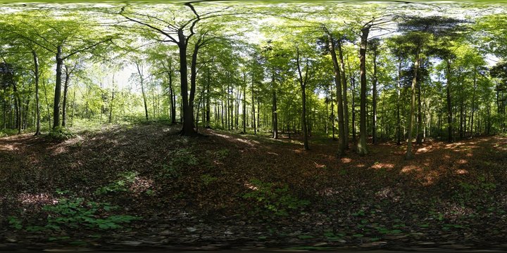 Summer Forest 360 Panorama