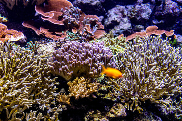 Tropical fish and colorful coral reef underwater shot. Red sea coral reef underwater nature wild life