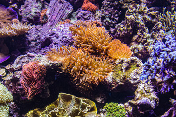 Fototapeta na wymiar Tropical fish and colorful coral reef underwater shot. Red sea coral reef underwater nature wild life