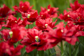 red tulips