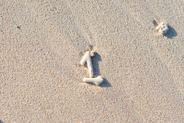 Pieces white coral washed up on beach forming number 1