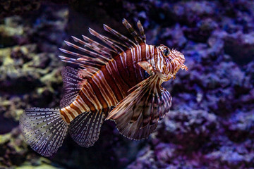 Fototapeta na wymiar Dangerous Red lionfish in coral reef