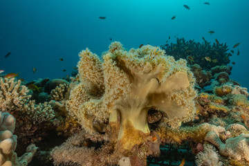 Coral reefs and water plants in the Red Sea, Eilat Israel