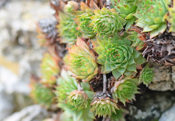 Ordinary houseleeks (sempervivum tectorum) or thunder leaf on an old wall, this succulent (crassulaceae family) grows best in a dry, sunny environment. Selective focus