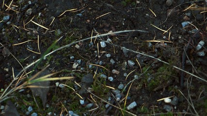 top down detail of ground forest texture nature autumn