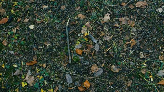 top down detail of ground forest texture nature autumn