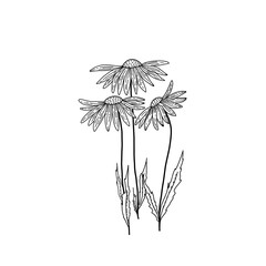 Three beautiful flowers on a thin long stalk. Hand drawn black and white illustration of flowers on a white background. Isolated object for your design.