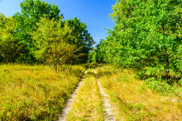 Obraz premium Dirt road in the forest on summer
