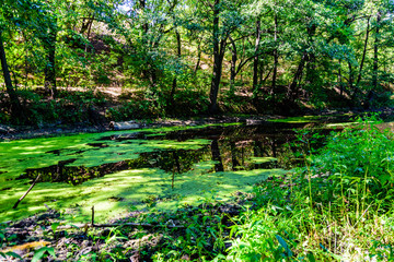 Obraz premium Small pond with duckweed in the forest