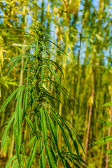 Closeup of green medical cannabis plant
