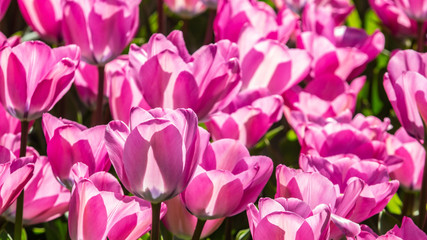 Pink Dutch tulips with the shadow through the petals. 