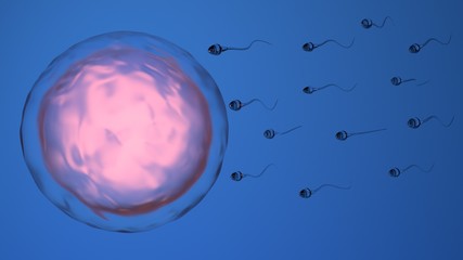 Natural fertilization of human egg by sperm cell, spermatozoons, 3D-rendering 