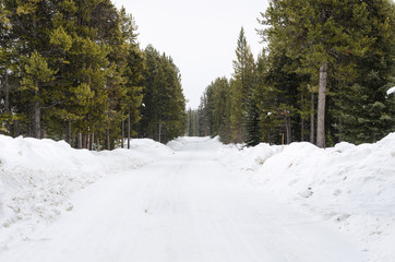 Naklejka premium Empty forest road covered in snow during a snowstorm. Treacherous driving conditions.