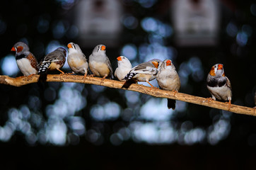 birds on wire