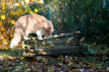 beige white maine coon cat outdoors standing on wooden frame of compost heap licking it's paw in...